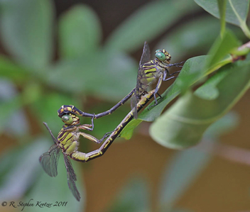 Stylurus townesi, mating pair